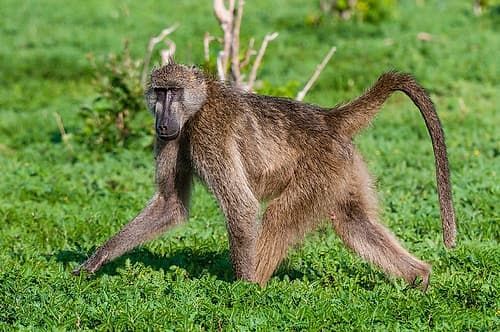 Portrait of a chacma baboonlooking at the camera as it walks by Chobe National Park-Botswana Animaux reproduction